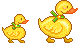 duck pictures